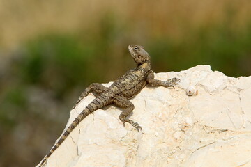 The lizard sits on a stone in a city park by the sea.