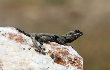The lizard sits on a stone in a city park by the sea.