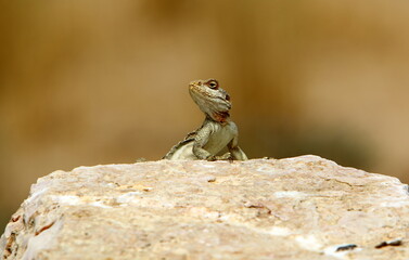 The lizard sits on a stone in a city park by the sea.