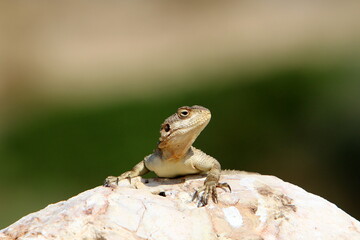 The lizard sits on a stone in a city park by the sea.