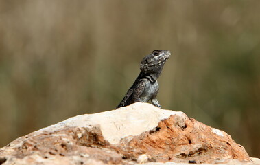 The lizard sits on a stone in a city park by the sea.