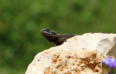 The lizard sits on a stone in a city park by the sea.