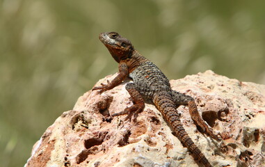 The lizard sits on a stone in a city park by the sea.