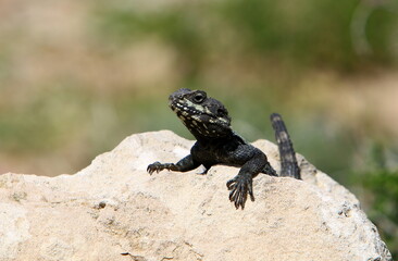 The lizard sits on a stone in a city park by the sea.