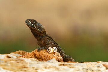 The lizard sits on a stone in a city park by the sea.