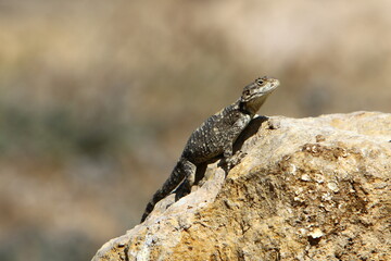 The lizard sits on a stone in a city park by the sea.