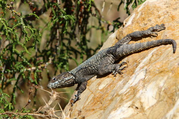 The lizard sits on a stone in a city park by the sea.