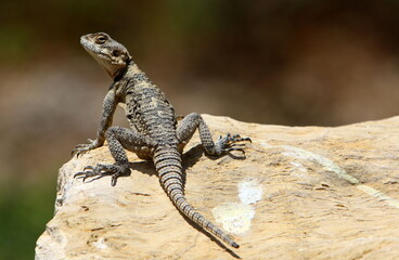 The lizard sits on a stone in a city park by the sea.