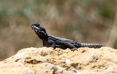 The lizard sits on a stone in a city park by the sea.
