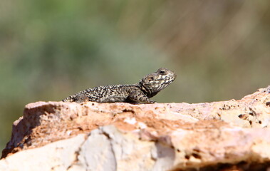 The lizard sits on a stone in a city park by the sea.