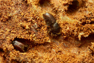 European spruce bark beetles working on fir wood, this insect is a major pest on spruce forests,...