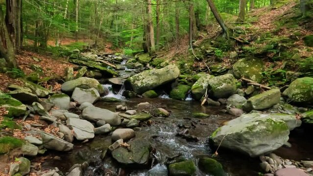 Woodland stream - Stock Image - C016/2344 - Science Photo Library