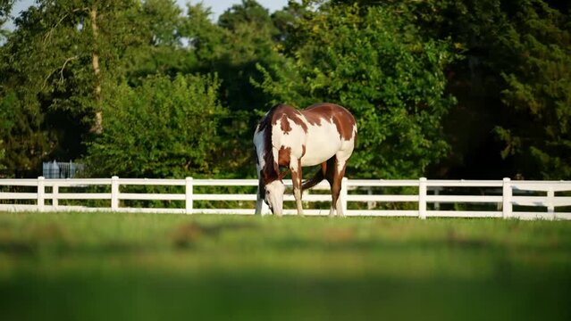 American Paint Horse Grazing In The Field With White Wooden Fence In The Background. - ground level