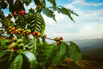 Coffee tree with fresh arabica coffee bean in coffee plantation on the mountain at northern of Chiang Rai, Thailand.