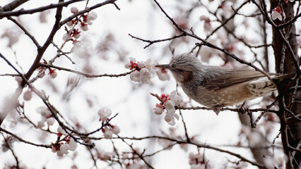 Bird on a branch. Brown-eared bulbul