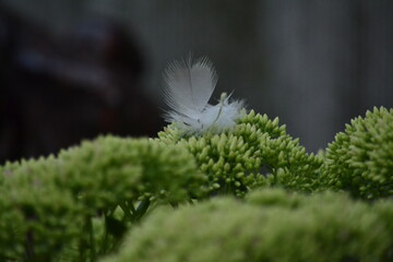 перышко © Александр Гербенко