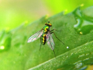 close-up of insect on leaf