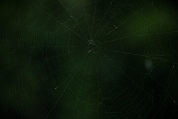 spider web on green background
