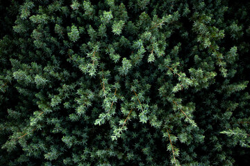 close up overlooking evergreen hedges, shrubs