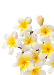Fotobehang Plumeria frangipani flowers isolated on white.  © zhane luk