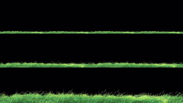 Grass Wind Strong Seamless Loop with Alpha Channel. Element footage place on footage or background and easier to adjust color.