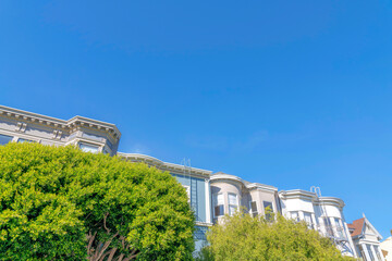 Lush green leaves of trees covering the residential buildings in San Francisco, California