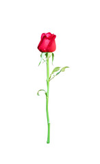 Rose red flower bud begin blooming with water dropds and green stem leaf isolated on white background , clipping path
