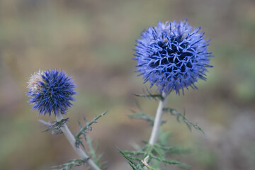 Thistle prickly blue, flowering. Close-up.