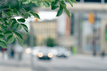 Tree on street sidewalk with cars passing by