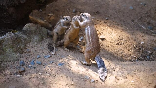 Three Cape Ground Squirrels Fighting In The Zoo. - close up, slow motion