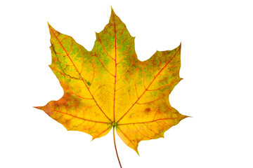 One yellow maple leaf isolated on a white background