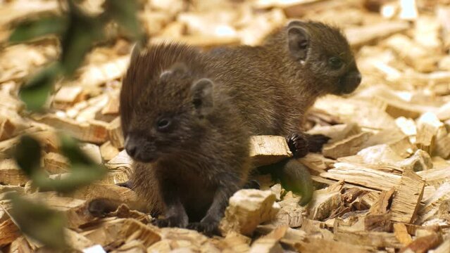 Baby Cuban Hutias On Their Cage At Nature Park Zoo. Close Up