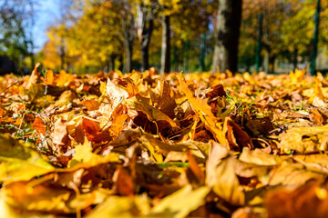Yellow fallen maple leaves in a park on autumn. Selective focus