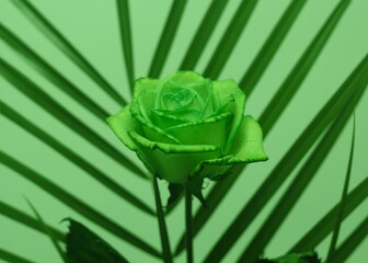 Green rose background