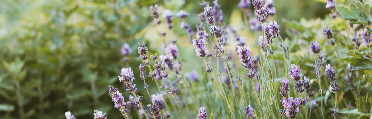 Close-up of lavender bushes with bokeh effect. Purple lavender flowers as banner or flowers background. Provence, region of France - lavender fields and perfume oil.