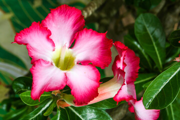 Adenium red flower blooming in garden beauty nature