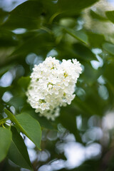 Lilac bush on the background of greenery. Seasonal photos, summer nature photos. Vertical photo.