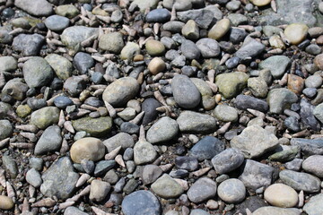 Low tide left periwinkle shells on the pebble and cobble stone beach 