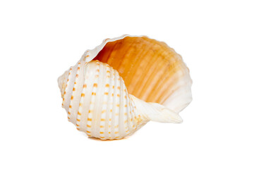 Image of seashells tonna tesselata on a white background. Undersea Animals. Sea Shells.