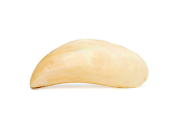 Image of beautiful pale yellow sea shells on a white background. Undersea Animals. Sea Shells.