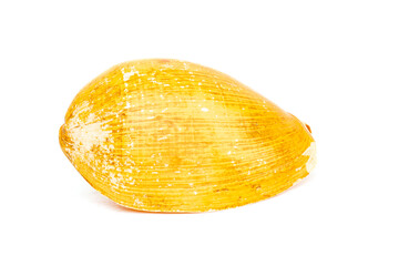 Image of yellow shell on a white background. Undersea Animals. Sea Shells.