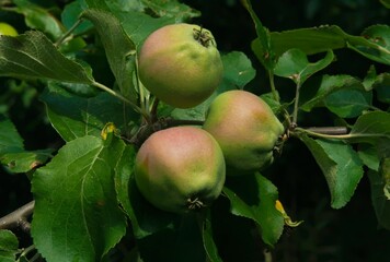 apples on a tree