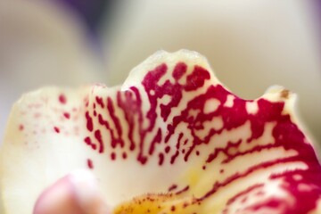 pink orchid macro
