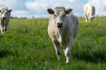 Herd of cows resting on green grass pasture, milk and cheese production in Normandy, France