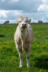 Herd of cows resting on green grass pasture, milk and cheese production in Normandy, France