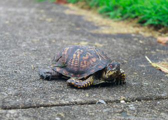 Turtle on the driveway