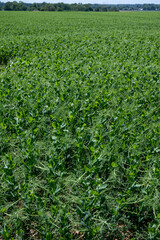 Fototapeta na wymiar Argiculture in Pays de Caux, fields with green peas plants, Normandy, France