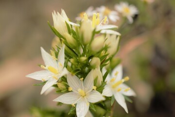 ムラサキセンブリの珍しい白花