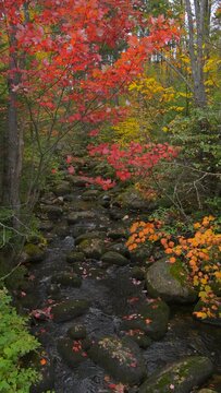 Autumn Creek - A vertical wide-angle video of a colorful mountain creek on a rainy Autumn day. West Maine, USA. 