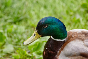 duck